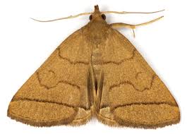 Attēlu rezultāti vaicājumam “Zanclognatha tarsipennalis”