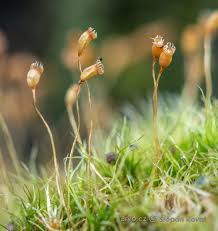 Attēlu rezultāti vaicājumam “Dicranella cerviculata”
