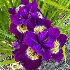 Attēlu rezultāti vaicājumam “Iris sibirica leaf”