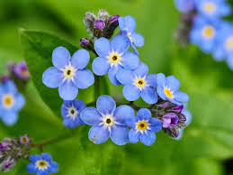 Attēlu rezultāti vaicājumam “Myosotis sylvatica flower”
