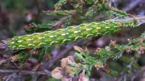 Attēlu rezultāti vaicājumam “Anarta myrtilli”