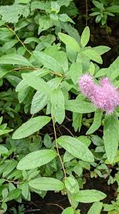 Attēlu rezultāti vaicājumam “Spiraea salicifolia”