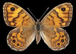 Attēlu rezultāti vaicājumam “Lasiommata megera male”