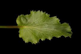 Attēlu rezultāti vaicājumam “Eryngium planum leaf”