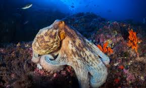 Image result for Octopus vulgaris
