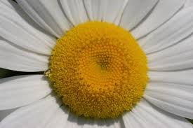 Attēlu rezultāti vaicājumam “Leucanthemum vulgare flower”