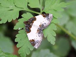 Attēlu rezultāti vaicājumam “Mesoleuca albicillata”