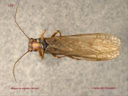 Attēlu rezultāti vaicājumam “Plecoptera”