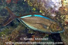 Image result for Caranx ruber