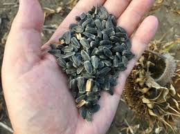 Attēlu rezultāti vaicājumam “Helianthus annuus fruit”