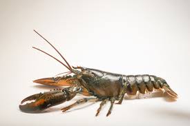 Image result for Homarus americanus