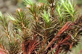 Attēlu rezultāti vaicājumam “Polytrichum commune var. perigoniale”