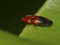 Attēlu rezultāti vaicājumam “Melanotus sp.”