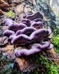 Attēlu rezultāti vaicājumam “Trichaptum abietinum”