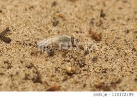 Attēlu rezultāti vaicājumam “Therevidae”