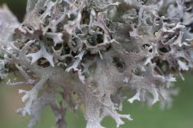 Attēlu rezultāti vaicājumam “Pseudevernia furfuracea”