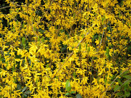 Attēlu rezultāti vaicājumam “Forsythia suspensa”