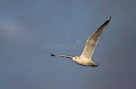Attēlu rezultāti vaicājumam “Larus canus adult”