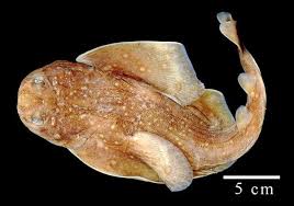 Image result for Squatina dumeril