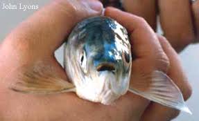 Image result for Coregonus artedi