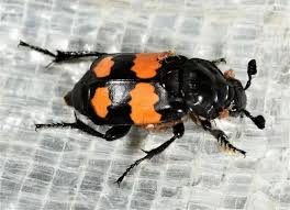 Attēlu rezultāti vaicājumam “Silphidae”
