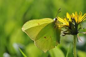 Attēlu rezultāti vaicājumam “Gonepteryx rhamni upperside”