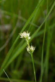 Attēlu rezultāti vaicājumam “Rhynchospora alba leaf”