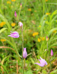 Attēlu rezultāti vaicājumam “Cephalanthera rubra leaf”