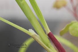 Attēlu rezultāti vaicājumam “Digitaria ischaemum leaf”