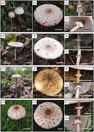 Attēlu rezultāti vaicājumam “Macrolepiota”