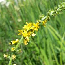Attēlu rezultāti vaicājumam “Agrimonia eupatoria flower”