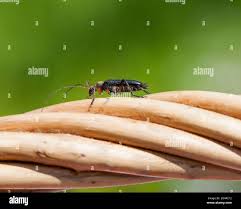 Attēlu rezultāti vaicājumam “Cortodera femorata”