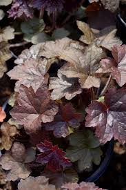 Image result for Heuchera `Palace Purple`