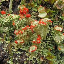 Attēlu rezultāti vaicājumam “Cladonia”