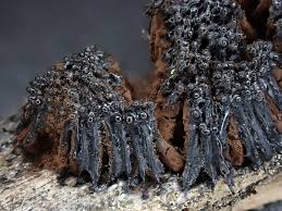 Attēlu rezultāti vaicājumam “Symphytocarpus flaccidus”