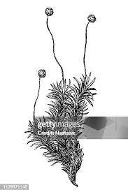 Attēlu rezultāti vaicājumam “Bartramia pomiformis”