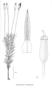 Attēlu rezultāti vaicājumam “Pogonatum dentatum macro”