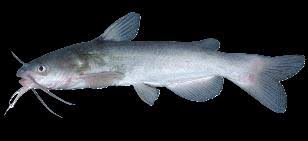 Image result for Mylopharodon conocephalus