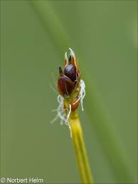 Attēlu rezultāti vaicājumam “Trichophorum cespitosum fruit”