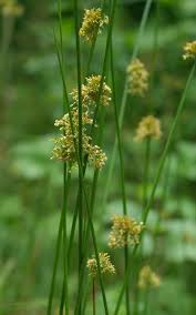 Attēlu rezultāti vaicājumam “Juncus effusus”