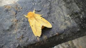 Attēlu rezultāti vaicājumam “Spilosoma sp.”