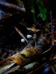 Attēlu rezultāti vaicājumam “Vouauxiomyces santessonii”