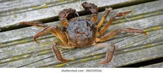 Image result for Eriocheir sinensis