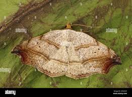 Attēlu rezultāti vaicājumam “Laspeyria flexula”