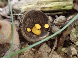 Attēlu rezultāti vaicājumam “Hymenoscyphus fructigenus”