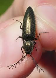 Attēlu rezultāti vaicājumam “Ctenicera pectinicornis”