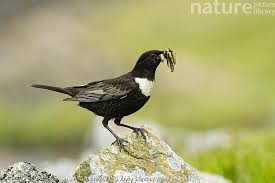 Image result for Turdus torquatus