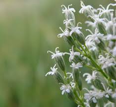 Attēlu rezultāti vaicājumam “Silene wolgensis”