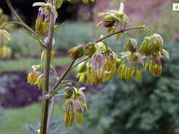 Attēlu rezultāti vaicājumam “Thalictrum minus”