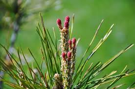 Attēlu rezultāti vaicājumam “Carex appropinquata leaf”